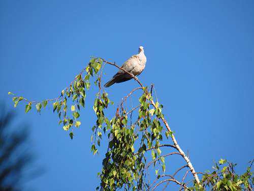 bird gray dove perched on green tree during daytime serbia