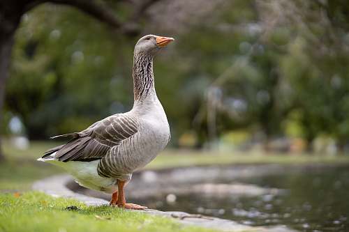 bird gray duck goose