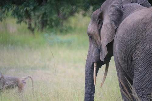 mammal gray elephant near 4-legged animal elephant