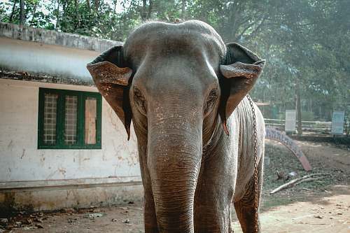 elephant gray elephant near white house mammal