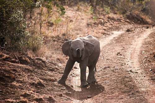 mammal gray elephant on dirt road elephant