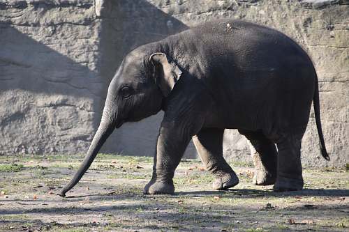 wildlife gray elephant on field elephant
