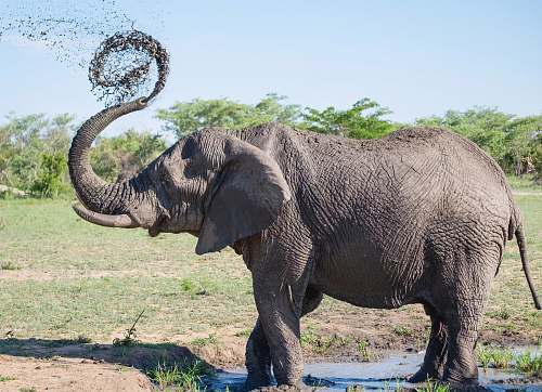 elephant gray elephant playing with mud mammal