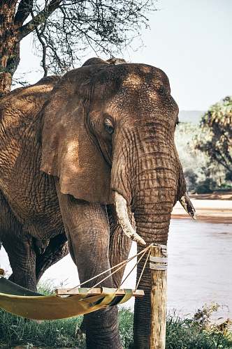 wildlife gray elephant standing beside swing pole during daytime elephant