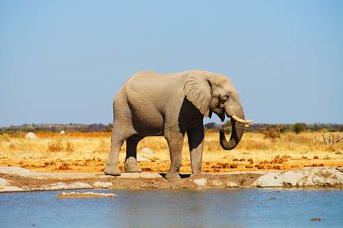 elephant gray elephant standing near body of water mammal