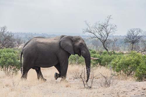 mammal gray elephant standing on grass field elephant