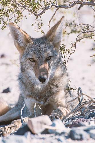 canine gray fox photography coyote