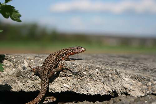 lizard gray gekko reptile