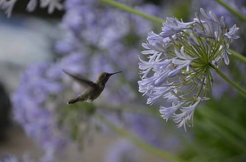 bird gray hummingbird hummingbird