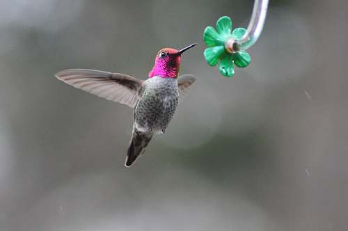 bird gray hummingbird in selective focus photography hummingbird
