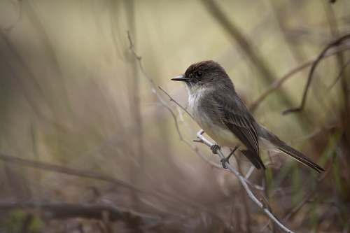 finch gray hummingbird perched on gray tree anthus