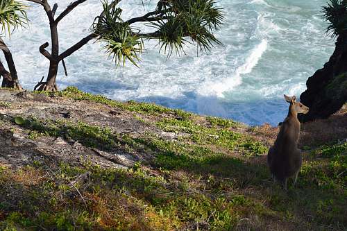 wallaby gray kangaroo kangaroo