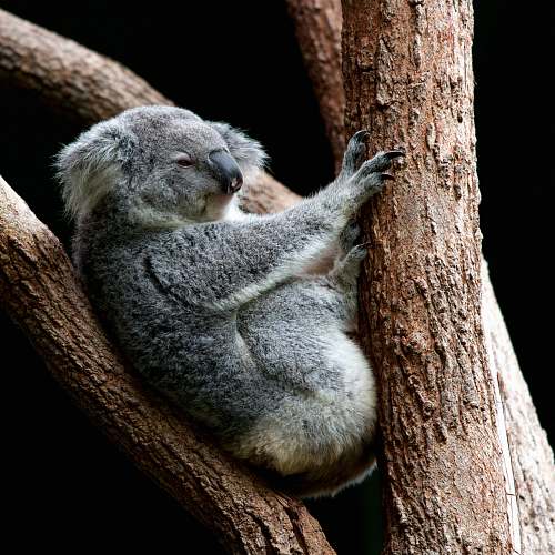 wildlife gray koala perching on tree koala