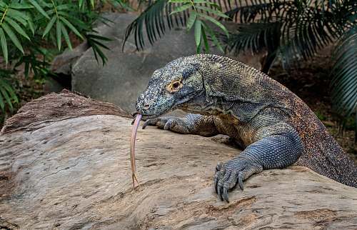 lizard gray kumodo dragon reptile