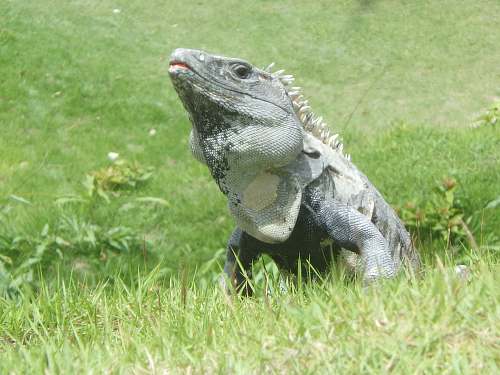 iguana gray lizard lizard