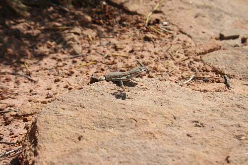 reptile gray lizard on gray rock lizard
