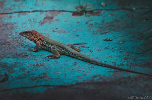 lizard gray lizard on teal surface reptile