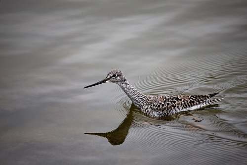 bird gray long-beak bird on water water
