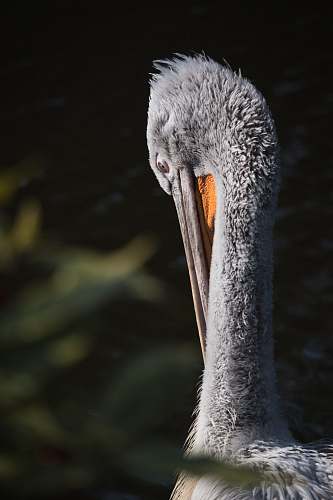 bird gray long-beaked bird blijdorp