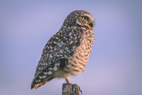 bird gray owl accipiter