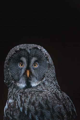 bird gray owl on black background owl