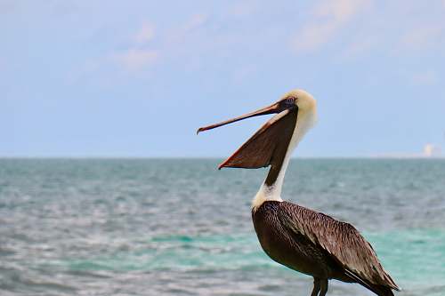 bird gray pelican on seashore pelican