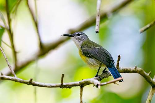 bird gray pet bird perches on branch jay