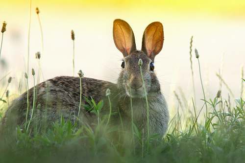 bunny gray rabbit rabbit