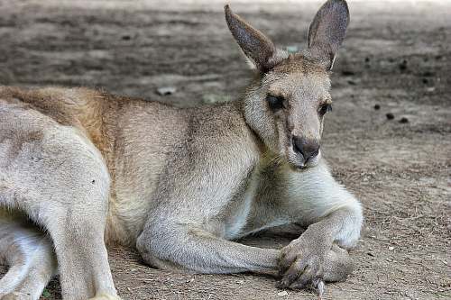 kangaroo gray rabbit mammal