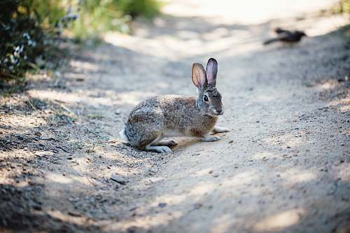 mammal gray rabbit kangaroo