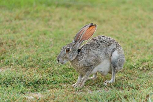 rabbit gray rabbit standing on green grass bunny