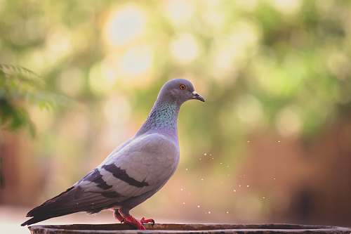 bird gray rock dove pigeon