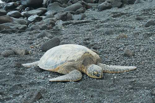 turtle gray sea turtle on sand reptile