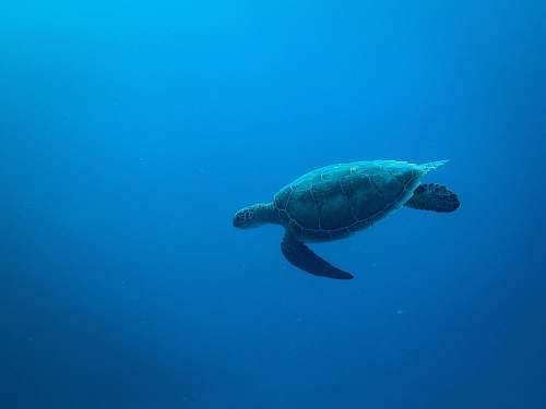 reptile gray sea turtle sea life