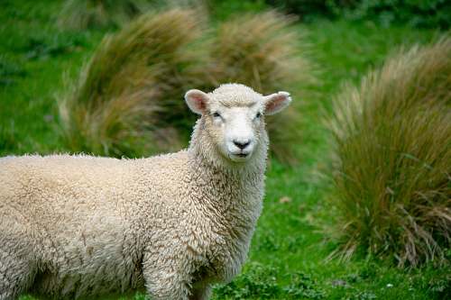 mammal gray sheep near green bushes sheep