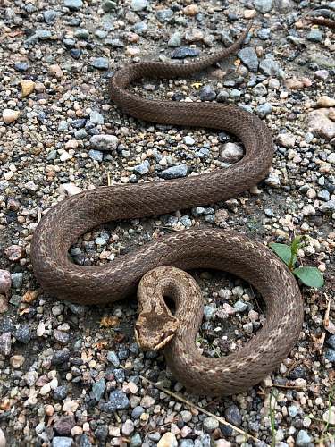 reptile gray snake n gravel snake