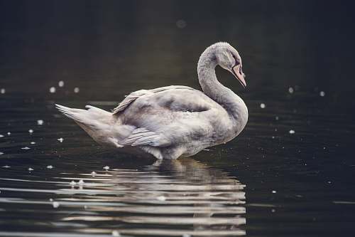 bird gray swan on body of water swan
