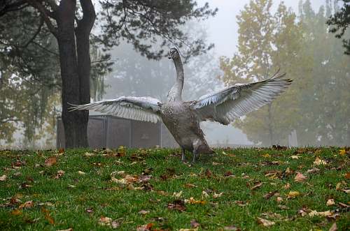 bird gray swan on green grass goose