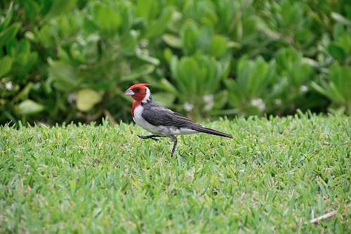 bird gray, white and red bird standing on grass field during daytime grass