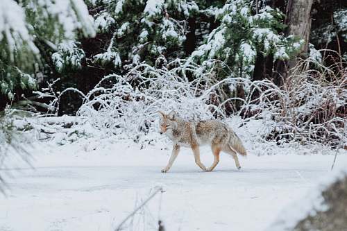 mammal gray wolf walking on snow coyote