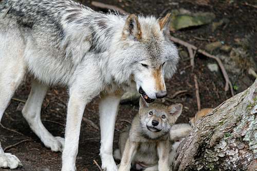 canine gray wolves near tree trunk wolf