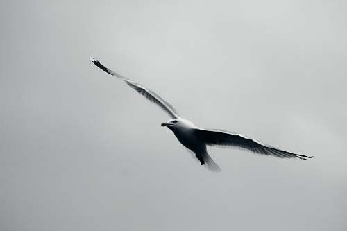 bird grayscale photo of bird in flight flying