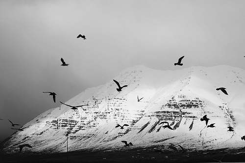 bird grayscale photo of birds black-and-white