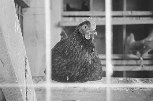 black-and-white grayscale photo of hen in cage chicken