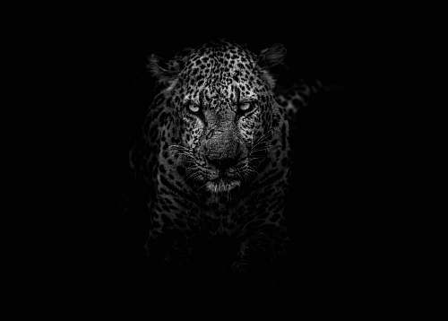 black-and-white grayscale photo of leopard wildlife