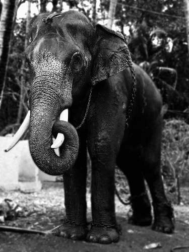 black-and-white grayscale photography of an elephant elephant