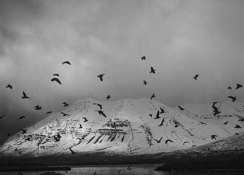 black-and-white grayscale photography of birds flying flock