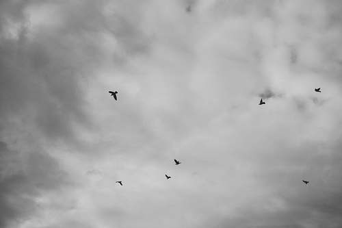 grey grayscale photography of birds flying on skies black-and-white