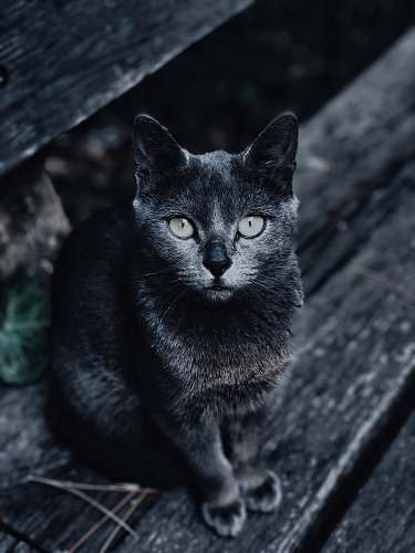 cat grayscale photography of cat pet