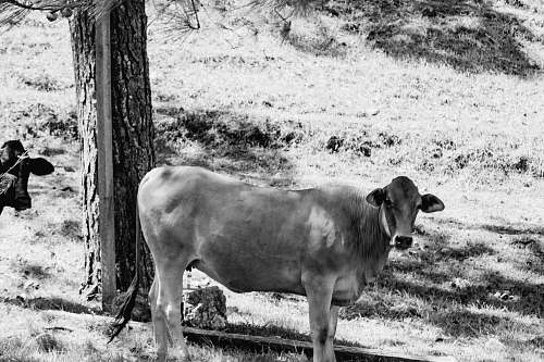 cattle grayscale photography of cattle beside tree black-and-white